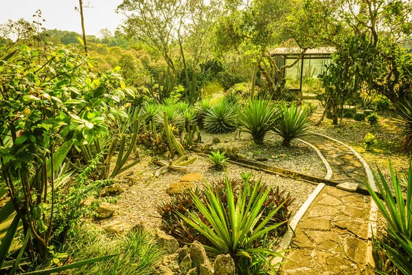 Jardín del parque de cactus con varios tipos diferentes en indonesia — Foto de Stock