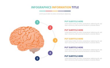 beş nokta listesi ve temiz modern beyaz arka plan ile çeşitli renk ile insan beyin anatomisi infografik şablon kavramı - vektör
