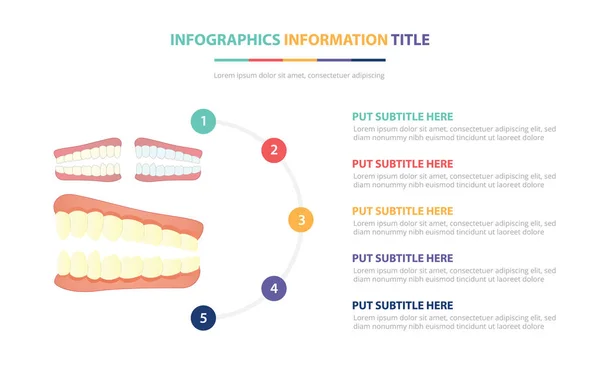 Estructura de dientes humanos concepto de plantilla de infografía con cinco puntos de lista y varios colores con fondo blanco moderno limpio - vector — Vector de stock