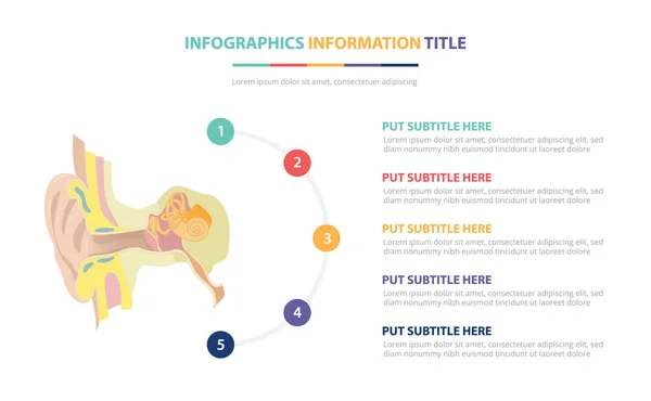 Human ear anatomy infographic template concept with five points list and various color with clean modern white background - vector — Stock Illustration Human ear anatomy infographic template concept with five points list and various color with clean modern white background - vector Stock Vector
