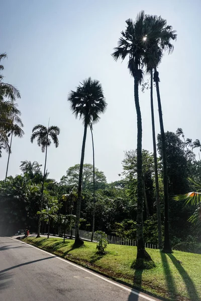 Palmiers à sucre haut ou haut et lumière du soleil à Pathum en indonésie — Photo
