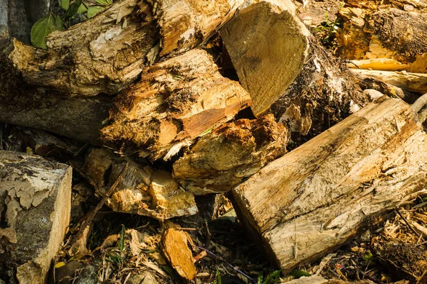 Rotten wood pile with close up photo take with warm color — Stock Photo, Image