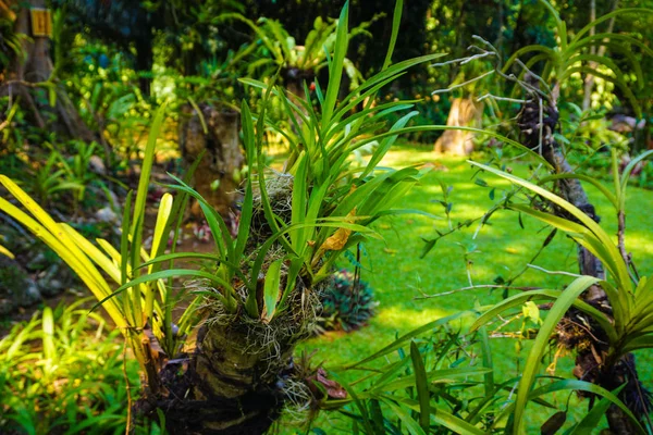 Orquídea silvestre en la selva con hoja verde y sin flor en rama madera en indonesia — Foto de Stock