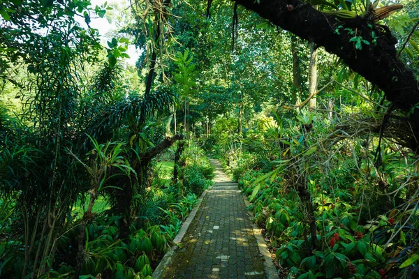 Sendero estrecho con pavimento en medio de selva tropical en jardín botánico en bogor indonesia — Foto de Stock