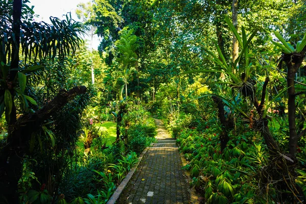 Sendero estrecho con pavimento en medio de selva tropical en jardín botánico en bogor indonesia — Foto de Stock