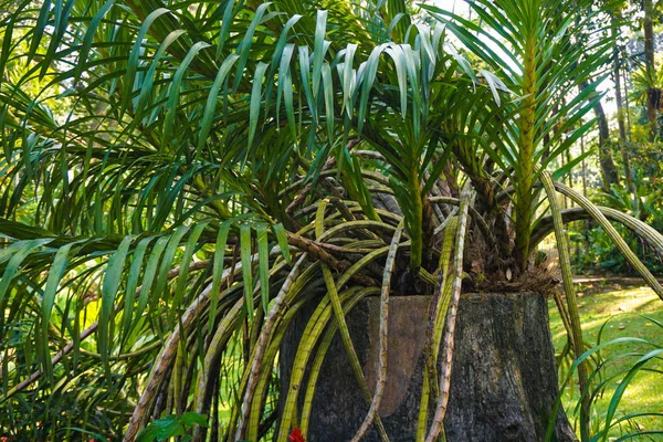 yeşil yaprak lı ormanda yabani orkide ve endonezya ölü ahşap üstünde çiçek olmadan