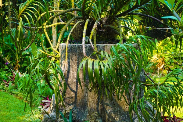 Orquídea silvestre en la selva con hoja verde y sin flor en la parte superior de madera muerta en indonesia — Foto de Stock