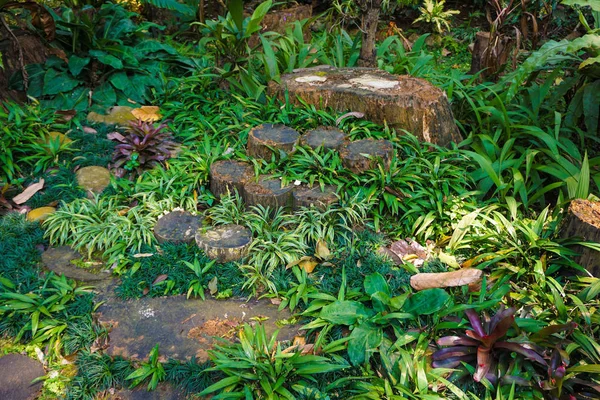 Sendero de madera podrida a pie o camino en el suelo con madera cortada con hierba verde en indonesia — Foto de Stock