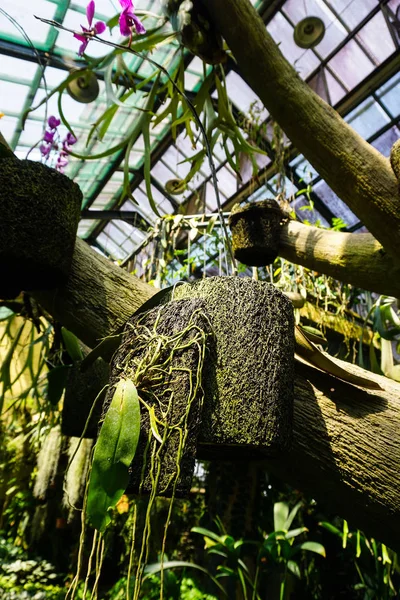 Colgante de fibra de coco pequeña olla natural tradicional con planta de árbol de orquídea - indonesia — Foto de Stock