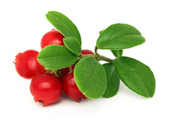 Ripe cowberry with green leaves (isolated) — Stock Photo, Image