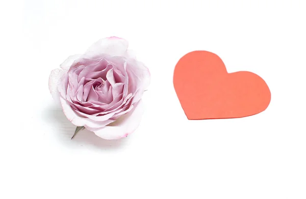 Силверстон Роуз Белом Фоне Красным Сердцем День Святого Валентина — стоковое фото