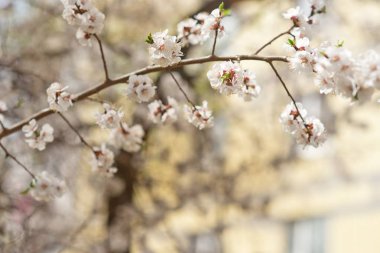 Çiçek doğal arka plan bahar zaman sezon. Çiçek açan elma ağacı