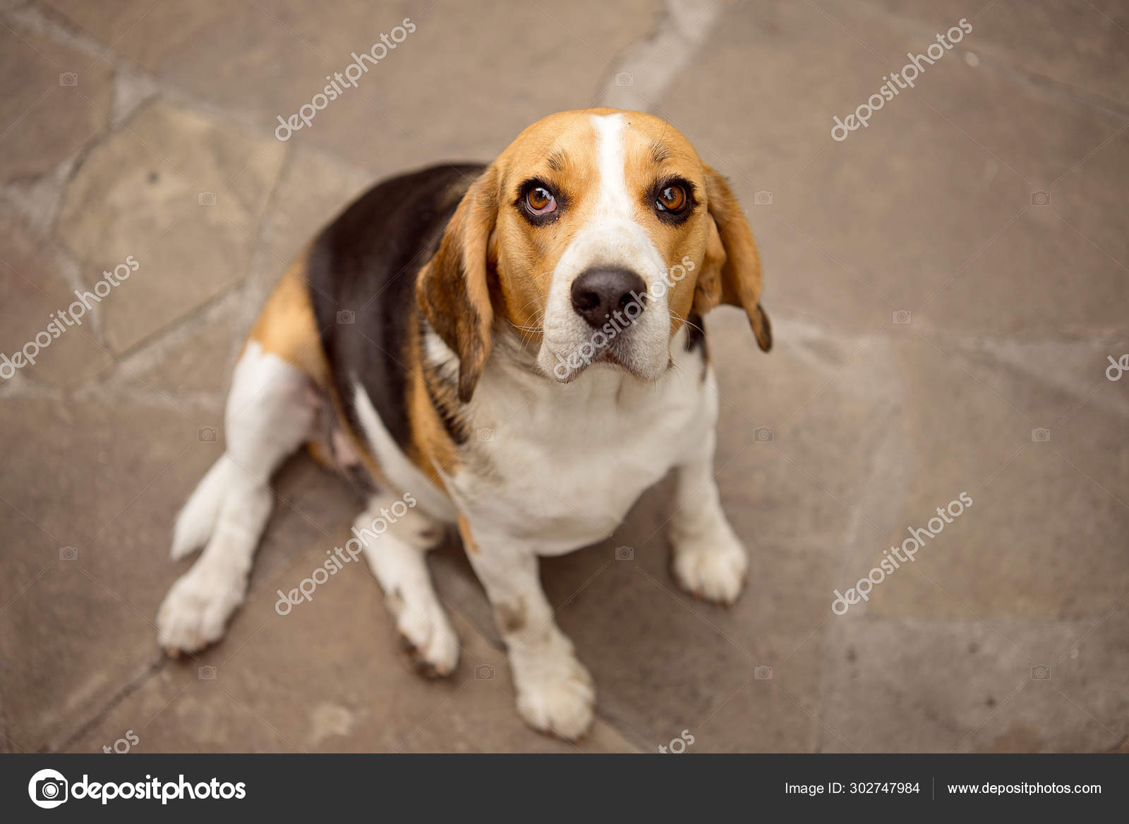 Old Beagle Dog Year Old Beagle Old Beagle Dog