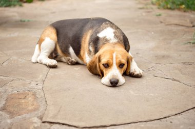Beagle köpek uyur ve dinlenir, köpek uyur ve bir taş geçit üzerinde bahçede rüyalar.