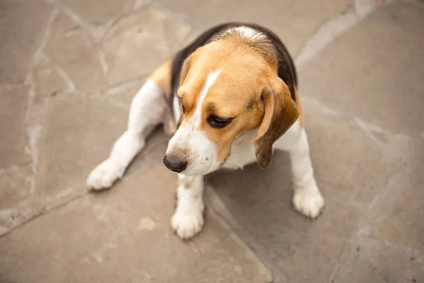 Beagle dog sleeps and rests, dog sleeps and dreams in the garden on a stone walkway.