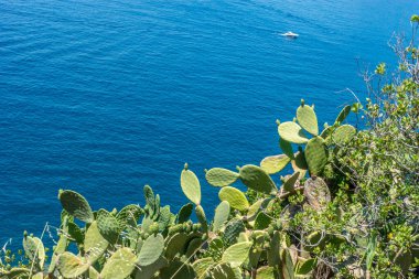 Avrupa, İtalya, Cinque Terre, Vernazza, bir fabrikaya yakın çekim