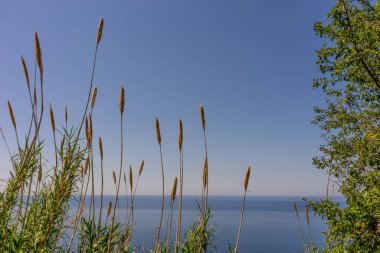 Avrupa, İtalya, Cinque Terre, Corniglia, bir ağaca yakın çekim