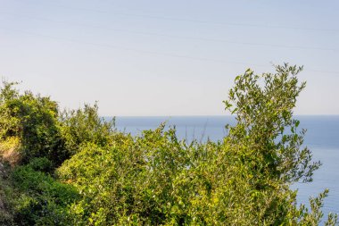 Avrupa, İtalya, Cinque Terre, Corniglia, bir grup çalı ve ağaç