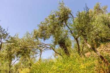 Avrupa, İtalya, Cinque Terre, Corniglia, Düşük Açı Ağaç Görüş Alanı