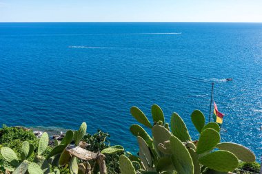 Avrupa, İtalya, Cinque Terre, Vernazza, bir su kütlesindeki bir kaktüs.