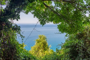 Avrupa, İtalya, Cinque Terre, Corniglia, bir su kütlesinin yanındaki ağaç.