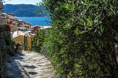 Avrupa, İtalya, Cinque Terre, Vernazza, ağaçlarla çevrili bir yol.