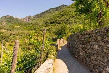 Avrupa, İtalya, Cinque Terre, Corniglia, çitin kenarında ağaçlar olan bir patika.