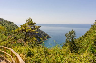 Avrupa, İtalya, Cinque Terre, Corniglia, bir ağacın yanındaki yamaçta.