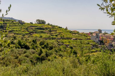 Avrupa, İtalya, Cinque Terre, Corniglia, yemyeşil bir tarlanın tepesinde duran sığır sürüsü.
