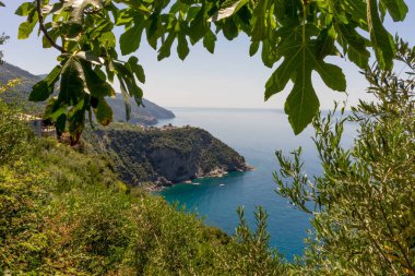 Europe, Italy, Cinque Terre, Corniglia, a tree next to a body of water clipart