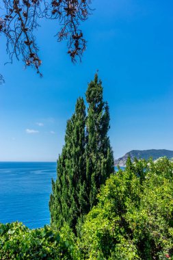 Avrupa, İtalya, Cinque Terre, Corniglia, bir su kütlesinin yanındaki ağaç.