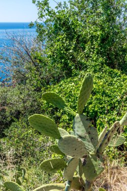 Avrupa, İtalya, Cinque Terre, Corniglia, ÇİÇEKLERİN KAPALI