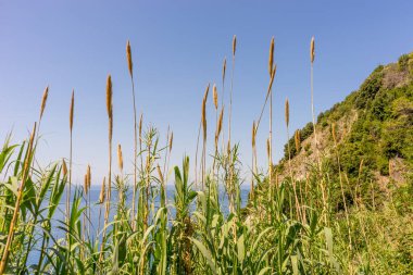 Avrupa, İtalya, Cinque Terre, Corniglia, bir su kütlesi