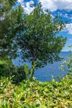 Avrupa, İtalya, Cinque Terre, Manarola, ormandaki bir bitki
