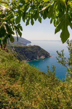 Avrupa, İtalya, Cinque Terre, Corniglia, bir su kütlesinin yanındaki ağaç.