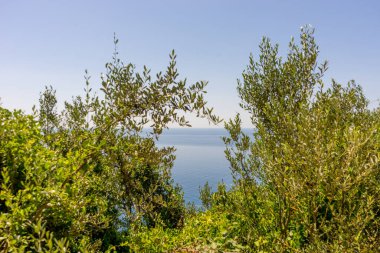 Avrupa, İtalya, Cinque Terre, Corniglia, ormandaki bir ağaç