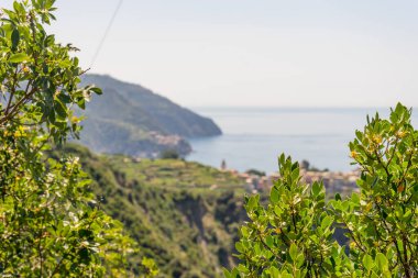 Avrupa, İtalya, Cinque Terre, Corniglia, arkasında dağ olan bir ağaç.