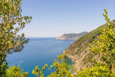 Avrupa, İtalya, Cinque Terre, Corniglia, bir su kütlesinin yanındaki ağaç.