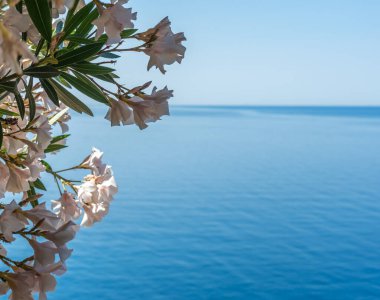 Avrupa, İtalya, Cinque Terre, Corniglia, bir su kütlesinin yanındaki ağaç.