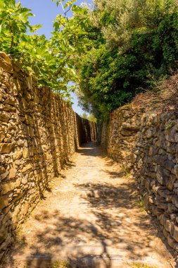 Avrupa, İtalya, Cinque Terre, Corniglia, ormandaki kir yolu.