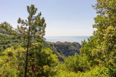 Avrupa, İtalya, Cinque Terre, Corniglia, ormandaki bir ağaç