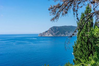 Avrupa, İtalya, Cinque Terre, Corniglia, bir su kütlesinin yanındaki ağaç.