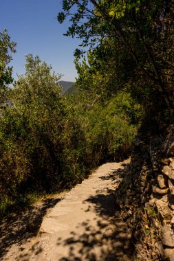 Avrupa, İtalya, Cinque Terre, Corniglia, bir ağacın yanındaki toprak yol.