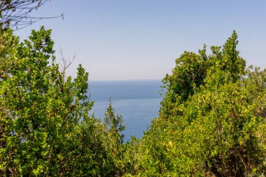 Avrupa, İtalya, Cinque Terre, Corniglia, ormandaki büyük bir ağaç.