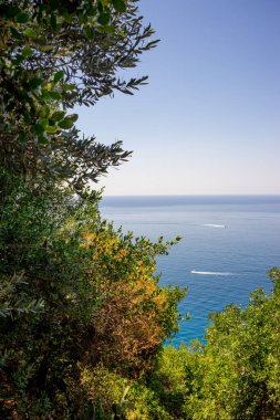 Avrupa, İtalya, Cinque Terre, Corniglia, bir su kütlesinin yanındaki ağaç.