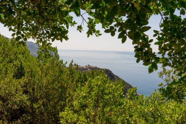Avrupa, İtalya, Cinque Terre, Corniglia, bir su kütlesinin yanındaki ağaç.