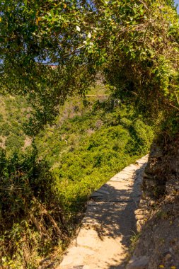Avrupa, İtalya, Cinque Terre, Corniglia, ağaçların olduğu bir patika.