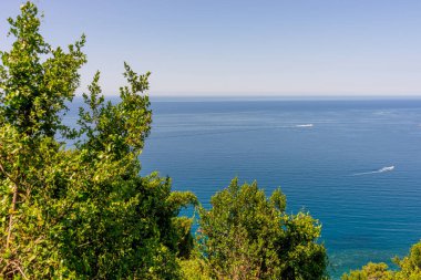 Avrupa, İtalya, Cinque Terre, Corniglia, bir su kütlesinin yanındaki ağaç.