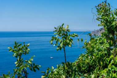 Avrupa, İtalya, Cinque Terre, Corniglia, bir su kütlesinin yanındaki ağaç.