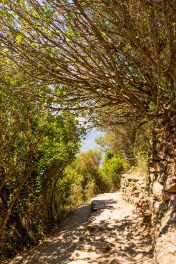 Avrupa, İtalya, Cinque Terre, Corniglia, ORDAKİ AMIDST TRESLERİ